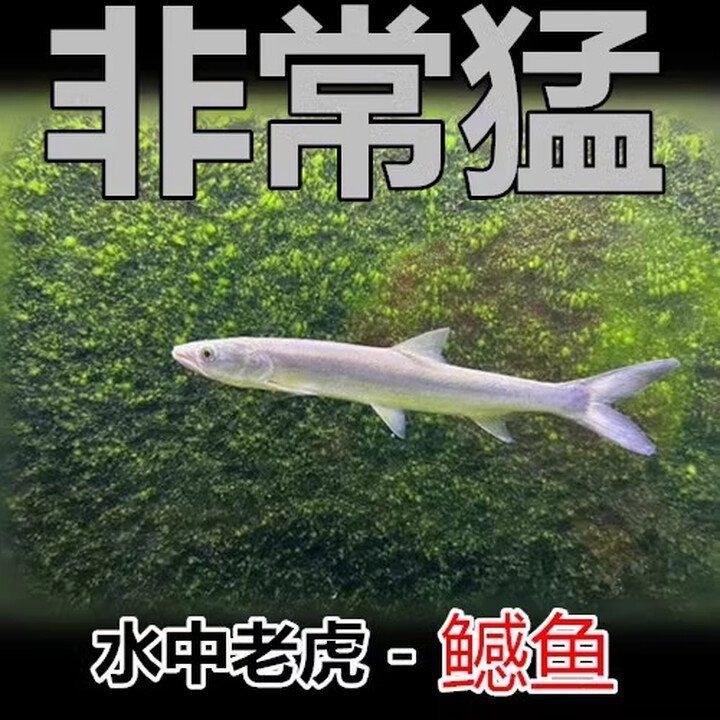 老虎魚價格一覽表 龍魚百科 第8張 老虎魚價格一覽表 老虎魚價格一覽表 龍魚百科 第8張