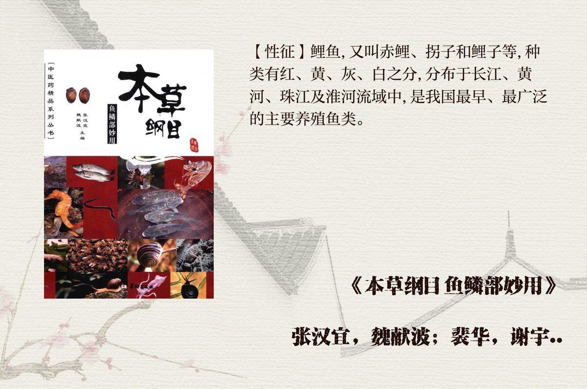 鯉魚有細長的有短粗的 鯉魚有細長的有短粗的 龍魚百科 第3張
