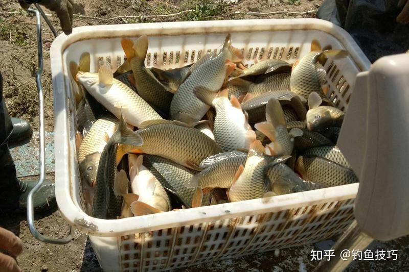 鯉魚有細長的有短粗的 鯉魚有細長的有短粗的 龍魚百科 第4張