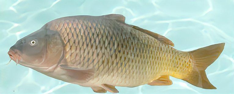 鯉魚有細長的有短粗的 鯉魚有細長的有短粗的 龍魚百科 第6張