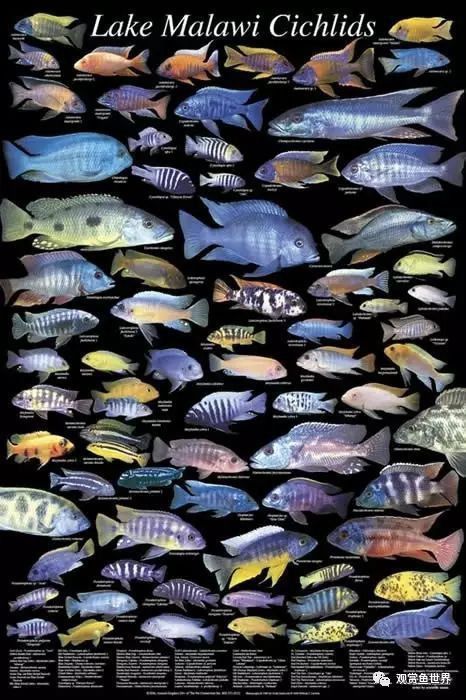 馬鯛魚壽命是多久 馬鯛魚壽命是多久 龍魚百科 第1張
