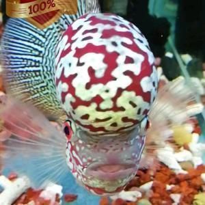 紅龍魚用什么燈（關(guān)于紅龍魚的燈光選擇）