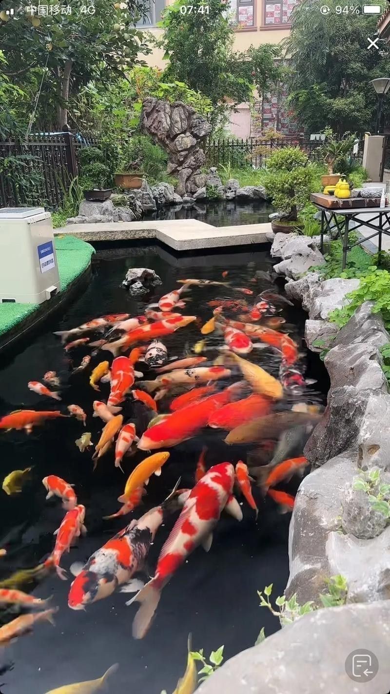 有哪些混養魚適合與金龍魚一起養