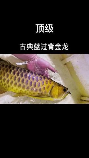 過背金龍魚發色階段圖片大全 過背金龍魚發色階段圖片大全 龍魚百科 第18張