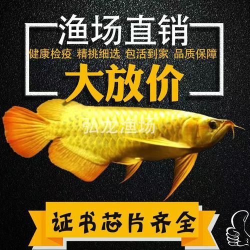 過背金龍魚發色階段圖片大全 過背金龍魚發色階段圖片大全 龍魚百科 第16張