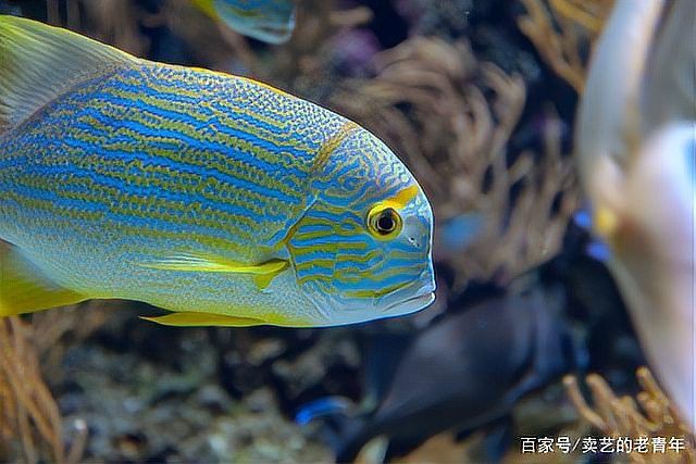 過背金龍魚發色階段圖片大全 過背金龍魚發色階段圖片大全 龍魚百科 第28張