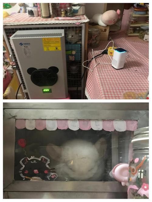 如何預防龍貓中暑? 龍魚百科 第4張 如何預防龍貓中暑? 如何預防龍貓中暑? 龍魚百科 第4張