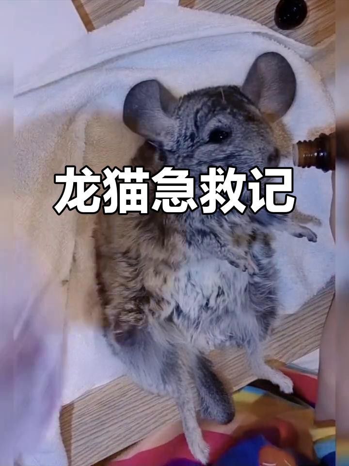 如何預防龍貓中暑？ 如何預防龍貓中暑？ 龍魚百科 第9張