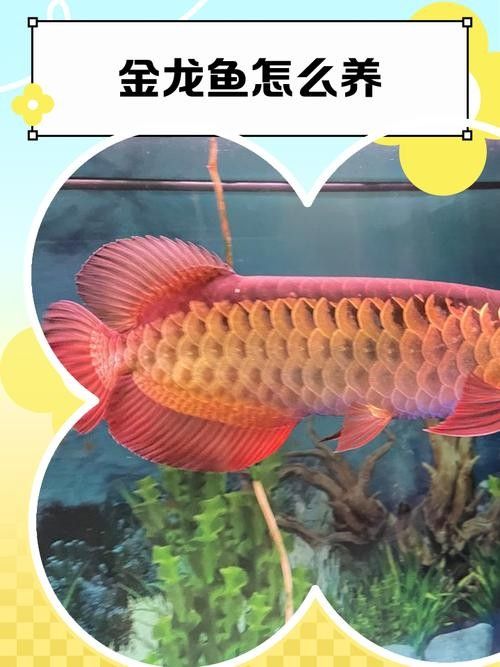 黃化金龍魚苗能長多大