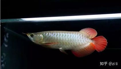 紅龍魚翹頭和翹嘴的區別是什么：紅龍魚的翹頭和翹嘴的區別是什么紅龍魚的翹頭和翹嘴的區別