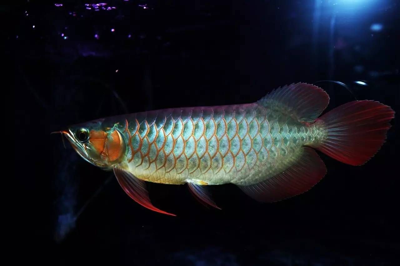 鉆石眼紅龍是什么魚(yú)？