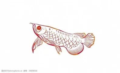 龍魚(yú)的頭像：龍魚(yú)的頭像特征