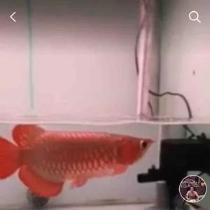 龍魚(yú)的頭像：龍魚(yú)的頭像特征