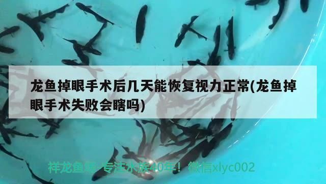龍魚掉眼手術(shù)做了沒效果嗎：龍魚掉眼品種選擇指南,