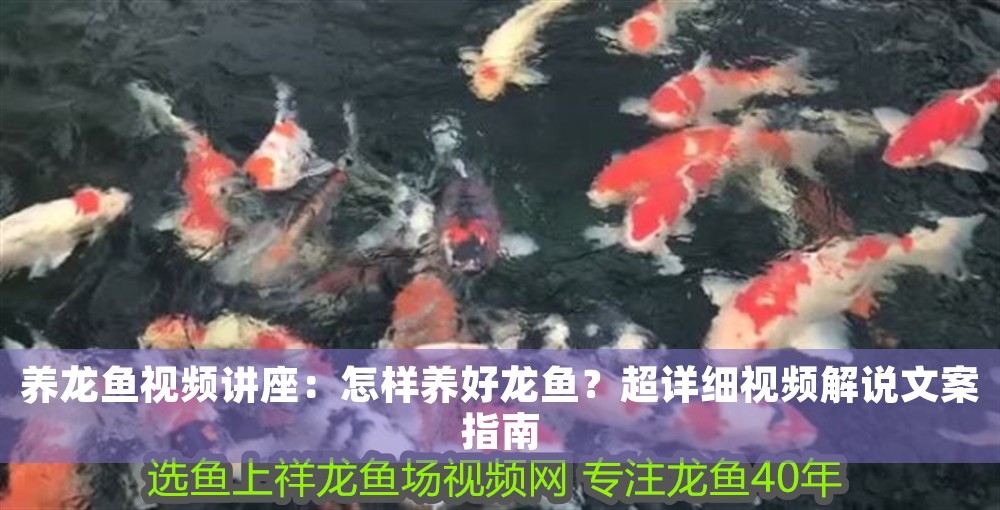養龍魚視頻講座：怎樣養好龍魚？超詳細視頻解說文案指南