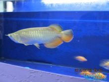 龍魚學(xué)堂多少錢：龍魚學(xué)堂中的龍魚價格 龍魚學(xué)堂多少錢：龍魚學(xué)堂中的龍魚價格 龍魚百科 第2張