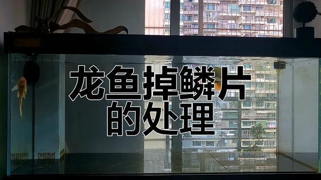 龍魚撞缸掉鱗后多久會恢復？ 龍魚撞缸掉鱗后多久會恢復？ 龍魚百科 第7張