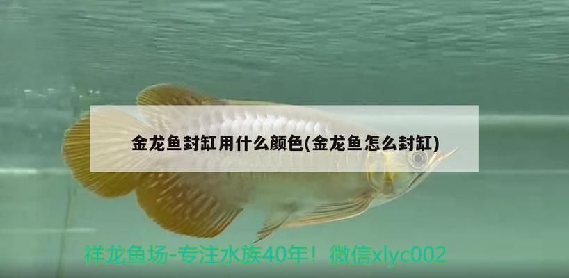 金龍魚封缸用什么顏色（金龍魚封缸后如何管理水質）