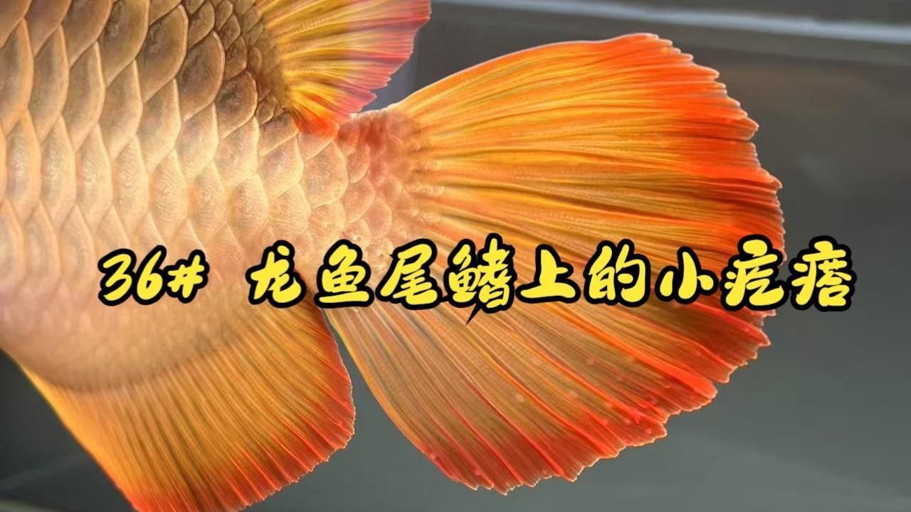 龍魚病最簡單三個癥狀 龍魚百科 第4張 龍魚病最簡單三個癥狀 龍魚病最簡單三個癥狀 龍魚百科 第4張