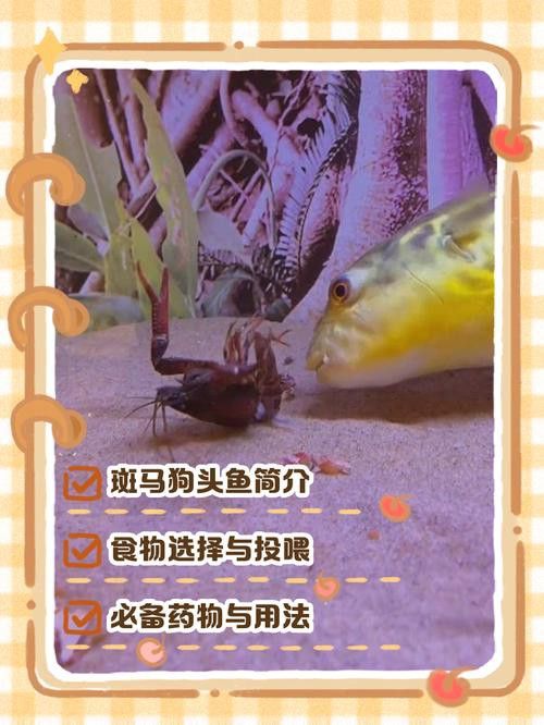 斑馬狗頭可以和恐龍魚混養嗎圖片