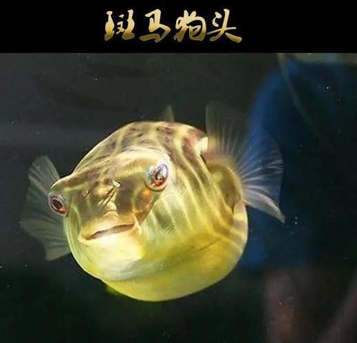 斑馬狗頭可以和恐龍魚混養(yǎng)嗎圖片