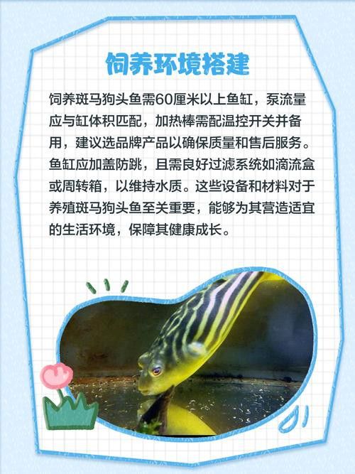 斑馬狗頭可以和恐龍魚混養(yǎng)嗎圖片