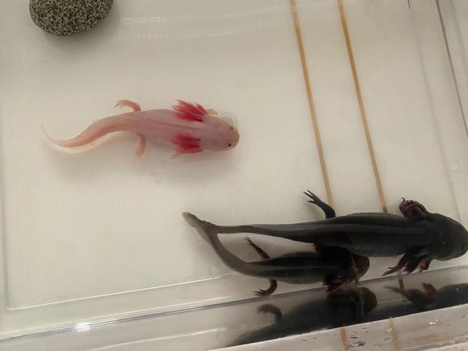 斑馬狗頭可以和恐龍魚混養(yǎng)嗎圖片