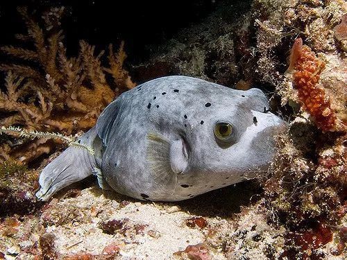 斑馬狗頭可以和恐龍魚混養(yǎng)嗎圖片