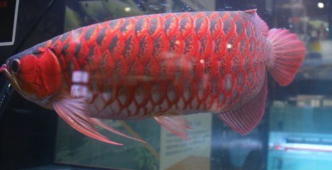 紅龍魚發色前兆是什么：紅龍魚發色前兆