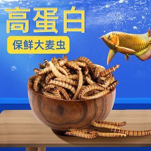 龍魚的飲食習性和可能的原因（龍魚吃魚糧不吃蝦怎么辦）