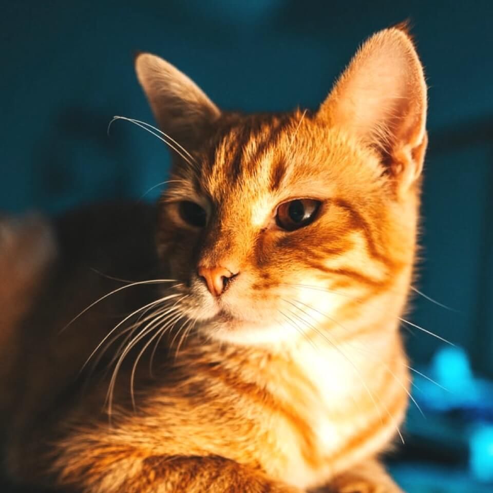 錦鯉顏色的寓意和象征 錦鯉顏色的寓意和象征 龍魚百科 第14張