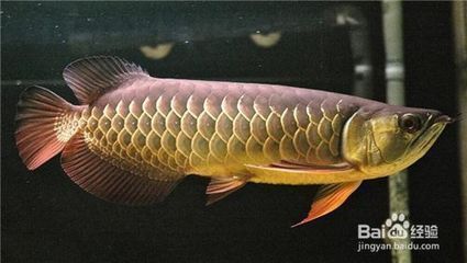 龍魚喂什么便宜點好養（龍魚喂食頻率如何掌握活餌喂養龍魚的注意事項）