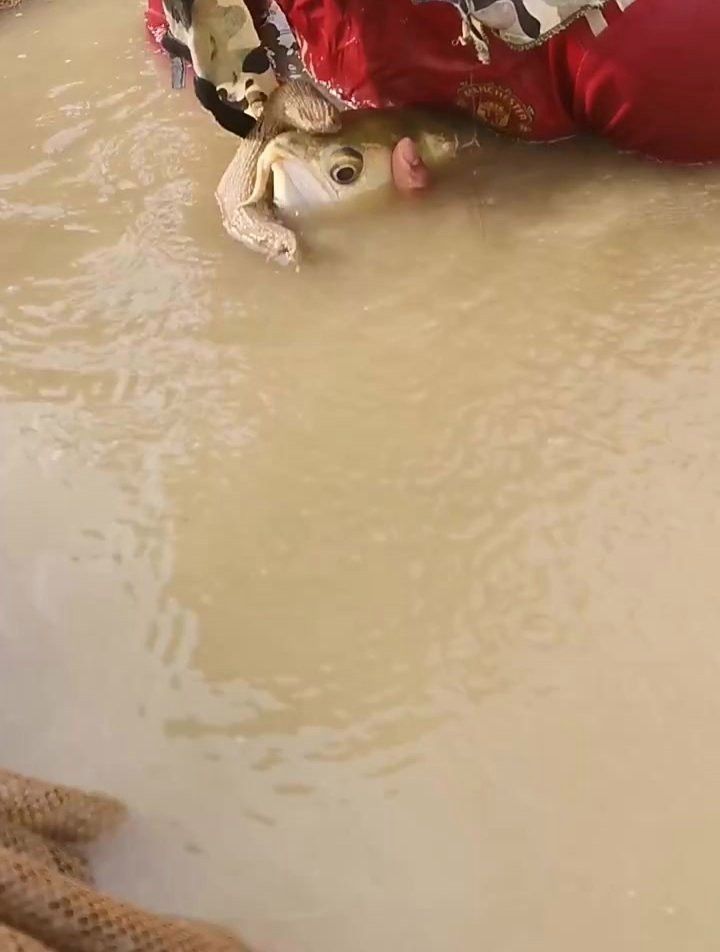 金龍魚口孵期一般持續多久？ 金龍魚口孵期一般持續多久？ 龍魚百科 第3張