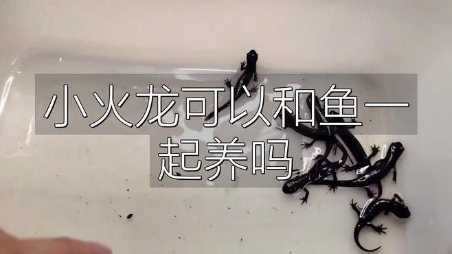 火龍魚可以和金魚混養(yǎng)嗎