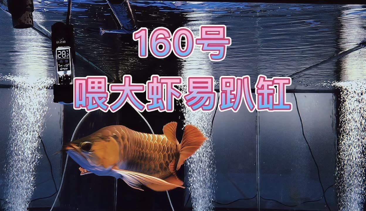 龍魚趴缸人一過去就游起來：龍魚趴缸是一種常見的熱帶魚類，以其優雅的姿態而受到人們喜愛