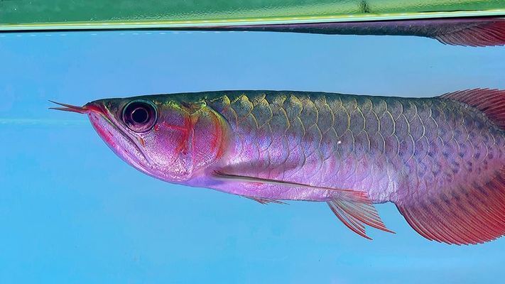 龍魚燈光位置示意圖高清圖片：龍魚燈光位置示意圖高清，科學布光提升觀賞價值