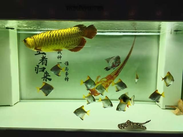 龍魚怎么看好壞：如何判斷龍魚的好壞