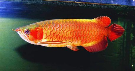 龍魚(yú)怎么看好壞：如何判斷龍魚(yú)的好壞