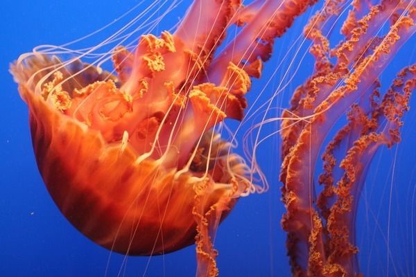 龍魚發色秘訣圖片高清視頻大全：精選龍魚發色高清圖片和視頻教程，幫助初學者快速入門龍魚飼養