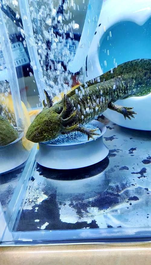 恐龍魚圖片大全大圖欣賞