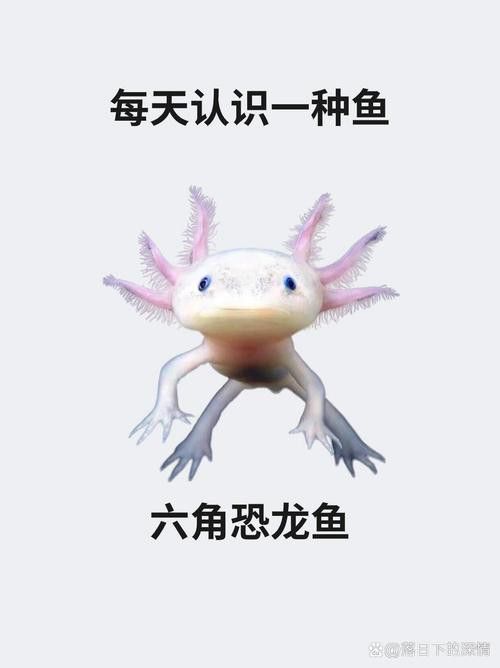 恐龍魚圖片大全大圖欣賞
