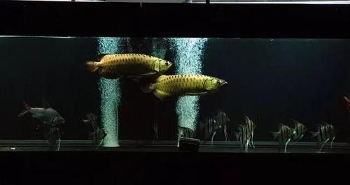 養(yǎng)龍魚麻煩嗎知乎文章