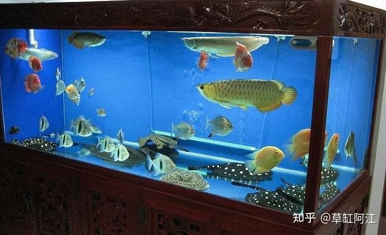 養龍魚麻煩嗎知乎文章