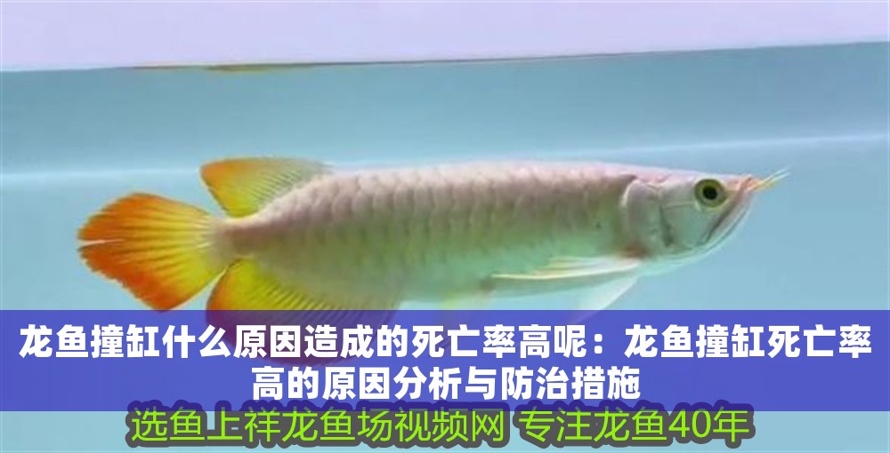 龍魚撞缸什么原因造成的死亡率高呢：龍魚撞缸死亡率高的原因分析與防治措施 龍魚撞缸什么原因造成的死亡率高呢：龍魚撞缸死亡率高的原因分析與防治措施 龍魚百科 第1張
