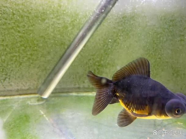 龍魚身上有小白點怎么回事圖片大全 龍魚身上有小白點怎么回事圖片大全 龍魚百科 第13張