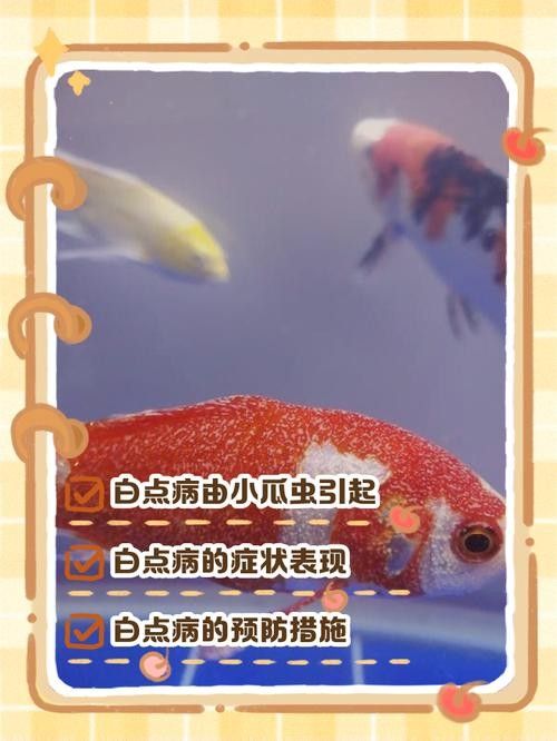 龍魚身上有小白點怎么回事圖片大全 龍魚身上有小白點怎么回事圖片大全 龍魚百科 第16張