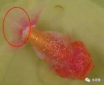 龍魚身上有小白點怎么回事圖片大全 龍魚身上有小白點怎么回事圖片大全 龍魚百科 第28張