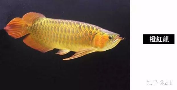 龍魚眼睛紅色好還是黑色:龍魚眼睛紅色好還是黑色好 龍魚百科 第1張 龍魚眼睛紅色好還是黑色:龍魚眼睛紅色好還是黑色好 龍魚眼睛紅色好還是黑色:龍魚眼睛紅色好還是黑色好 龍魚百科 第1張