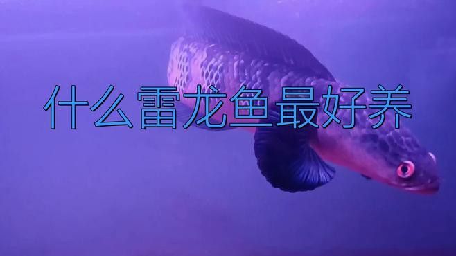 最好養的雷龍魚是什么魚啊 最好養的雷龍魚是什么魚啊 龍魚百科