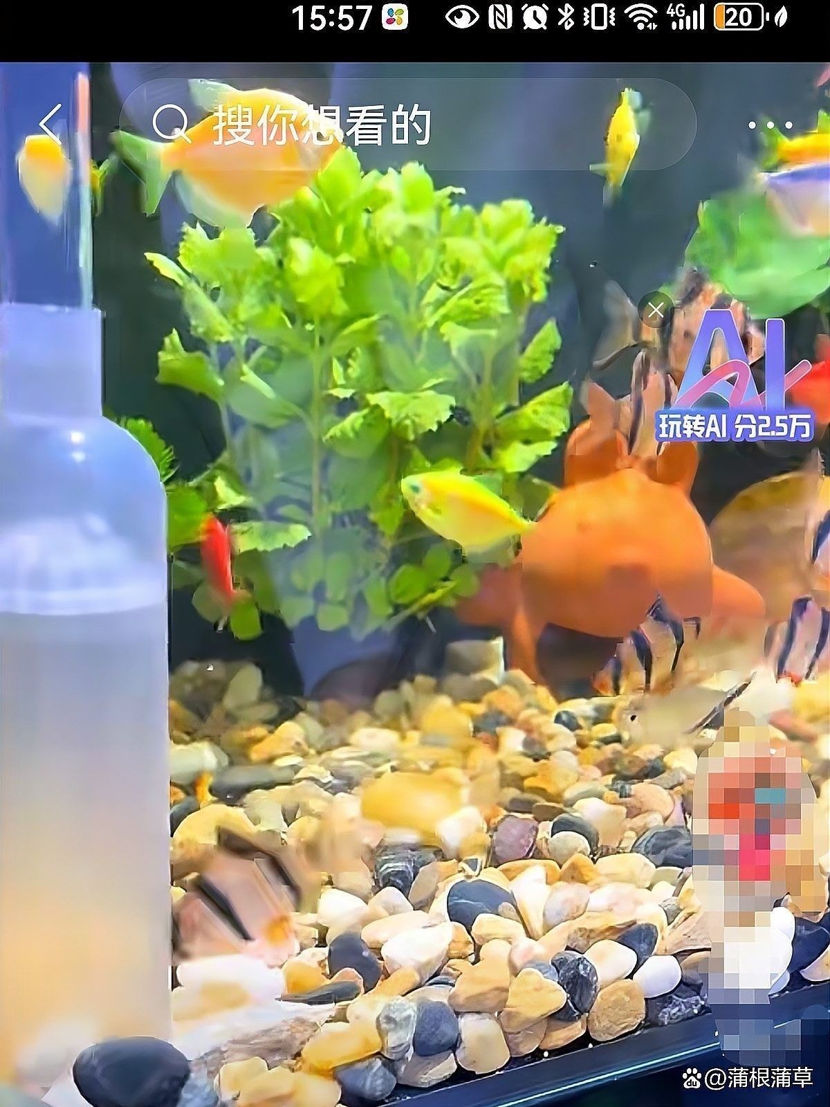 龍魚換水后需要多長時間恢復